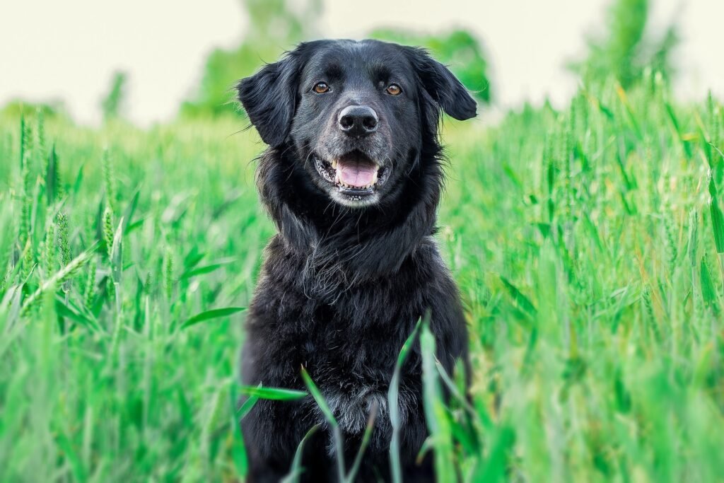 golden retriever black